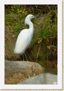 DSC_4158 Snowy Egret * 356 x 534 * (142KB)
